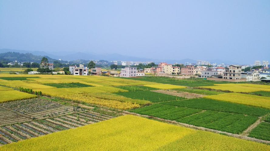 河北海兴：合作社“大田托管” 零散土地化整“生金”